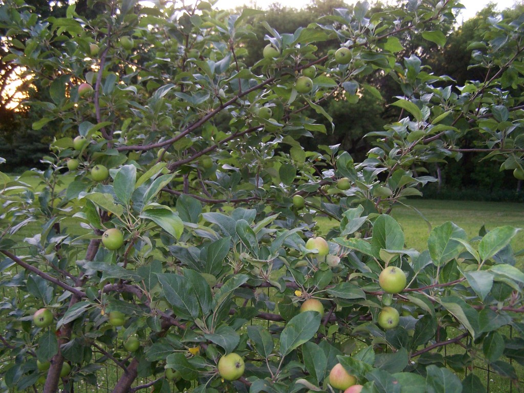 Honey Crisp crop - 7/2/2011
